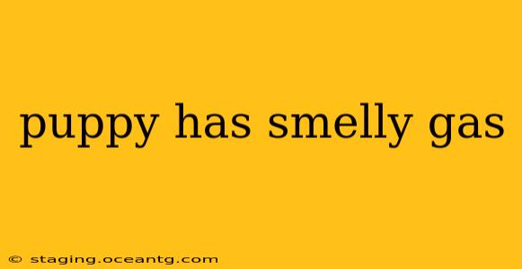 puppy has smelly gas