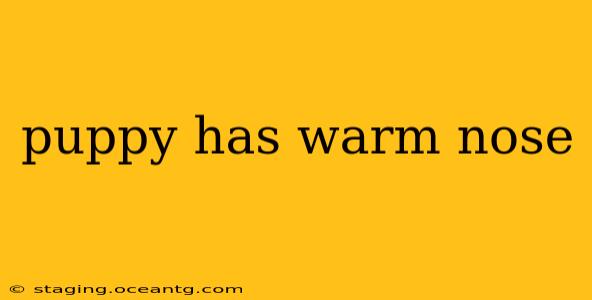 puppy has warm nose