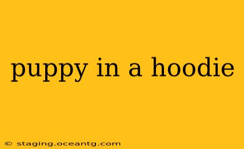 puppy in a hoodie