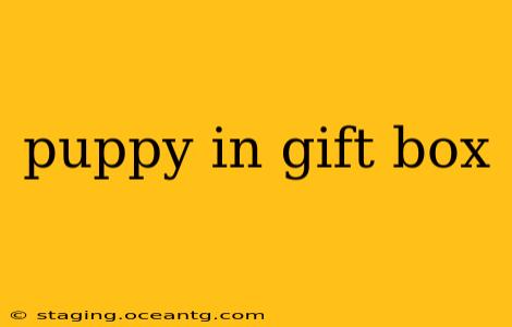 puppy in gift box