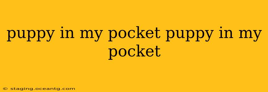puppy in my pocket puppy in my pocket