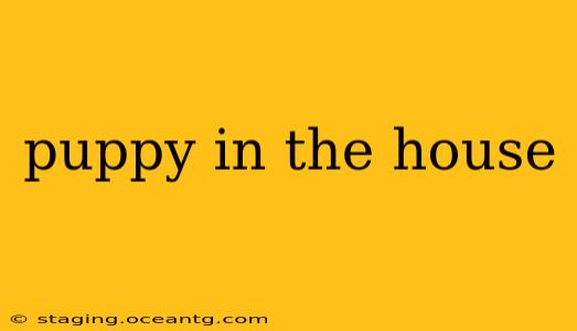 puppy in the house