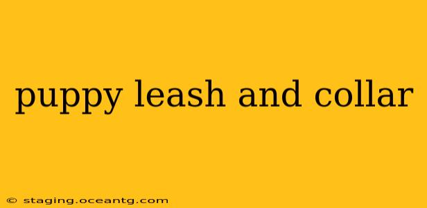 puppy leash and collar