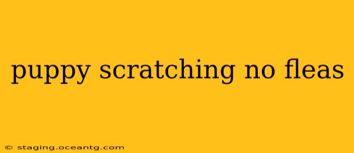 puppy scratching no fleas
