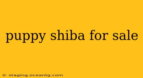 puppy shiba for sale