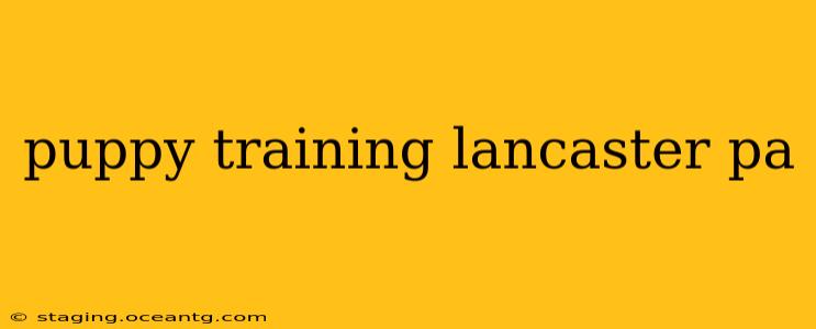 puppy training lancaster pa