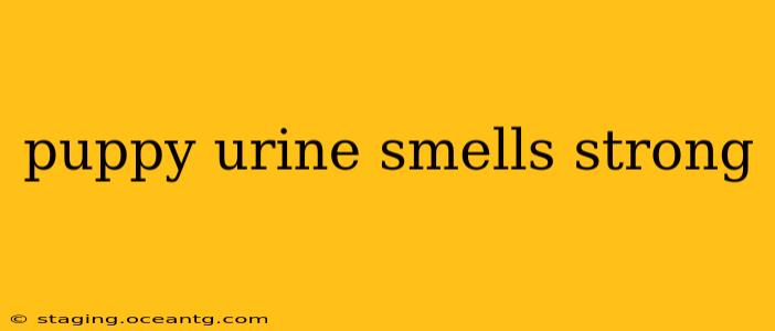 puppy urine smells strong