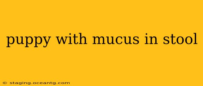 puppy with mucus in stool