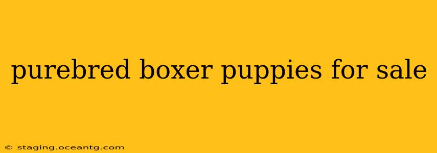 purebred boxer puppies for sale