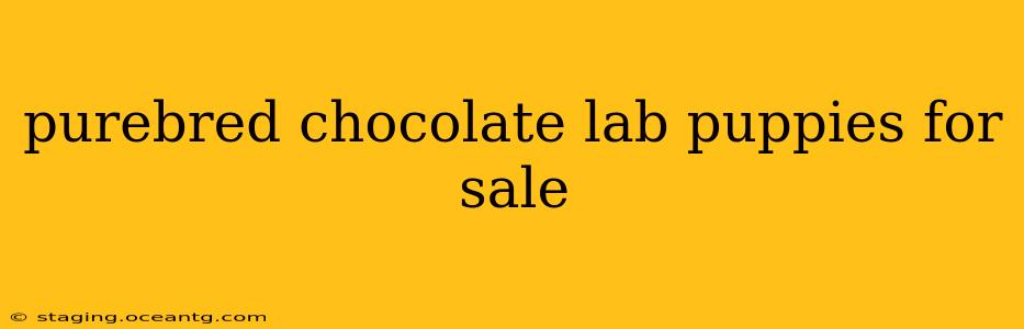purebred chocolate lab puppies for sale