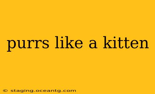 purrs like a kitten