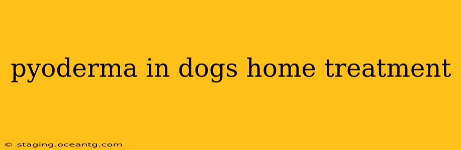 pyoderma in dogs home treatment