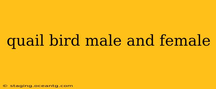 quail bird male and female
