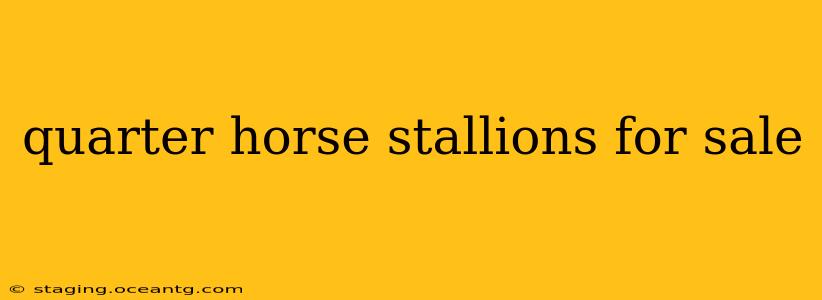 quarter horse stallions for sale
