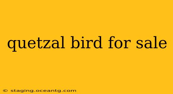 quetzal bird for sale