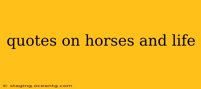 quotes on horses and life