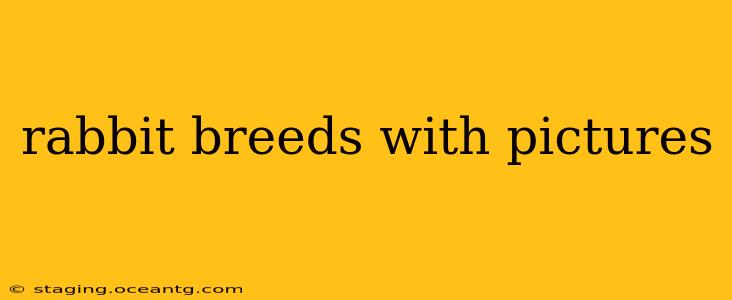 rabbit breeds with pictures