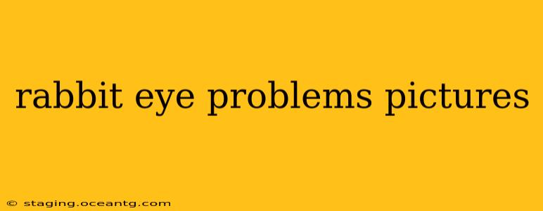 rabbit eye problems pictures