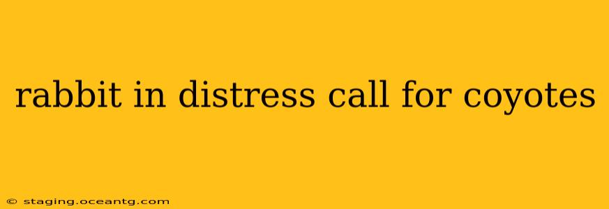 rabbit in distress call for coyotes