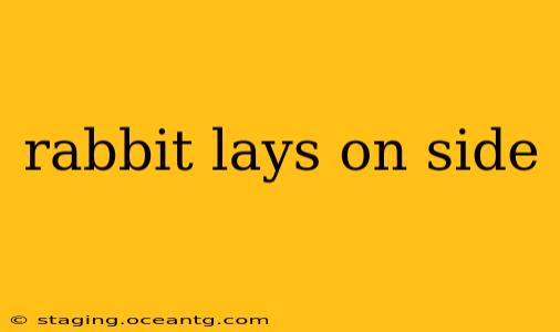 rabbit lays on side