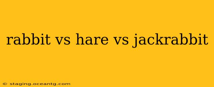 rabbit vs hare vs jackrabbit