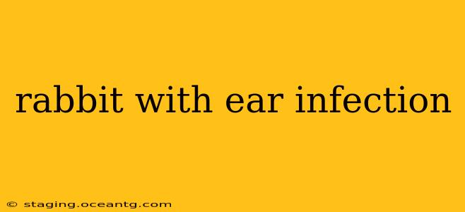 rabbit with ear infection