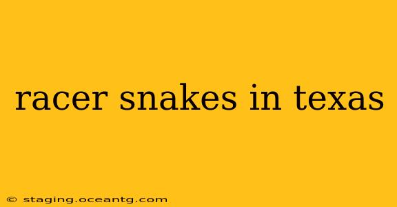 racer snakes in texas