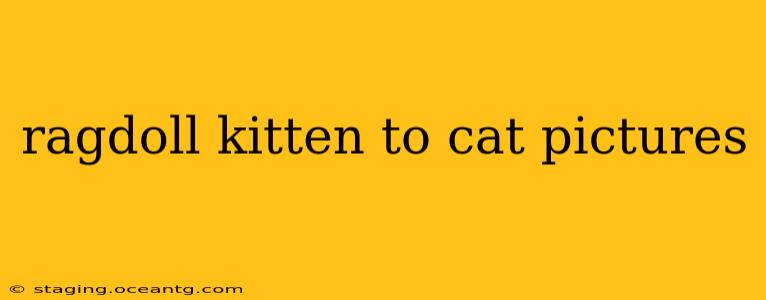 ragdoll kitten to cat pictures