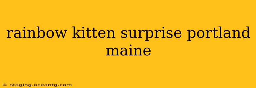 rainbow kitten surprise portland maine