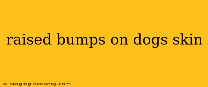 raised bumps on dogs skin