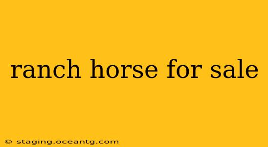 ranch horse for sale