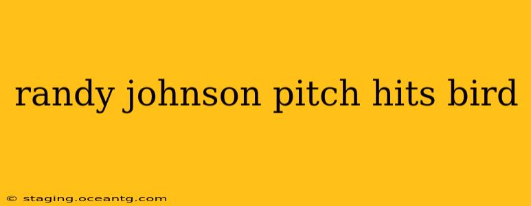 randy johnson pitch hits bird