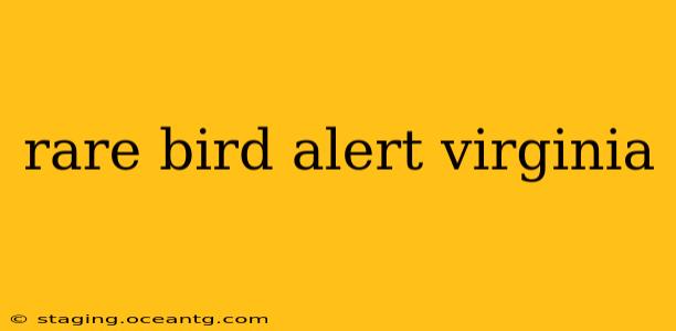 rare bird alert virginia