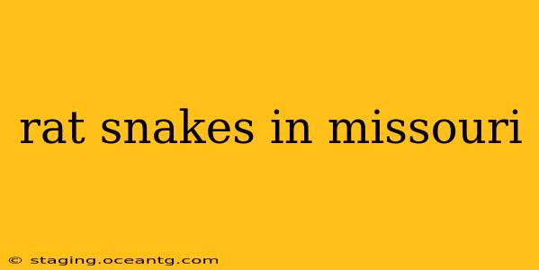 rat snakes in missouri
