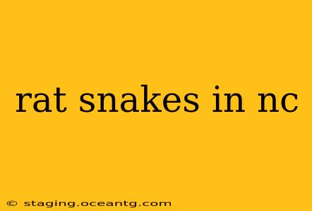 rat snakes in nc