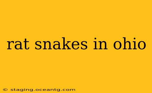 rat snakes in ohio