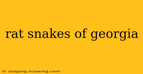 rat snakes of georgia