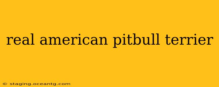 real american pitbull terrier