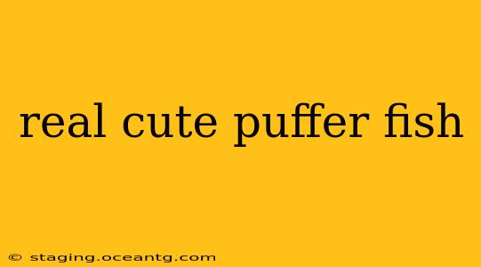 real cute puffer fish