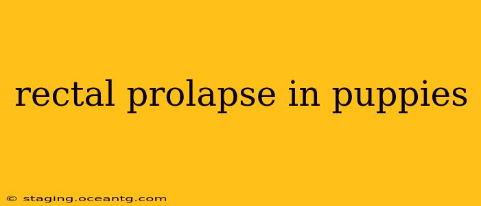 rectal prolapse in puppies