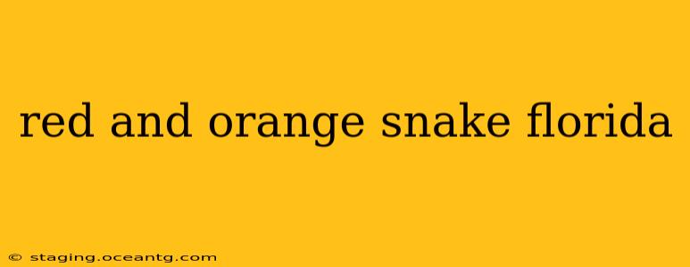 red and orange snake florida