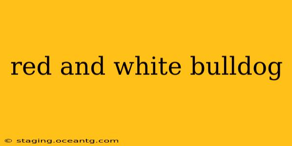 red and white bulldog