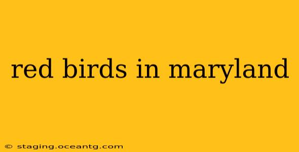 red birds in maryland