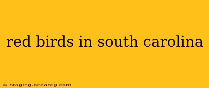 red birds in south carolina