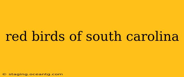 red birds of south carolina