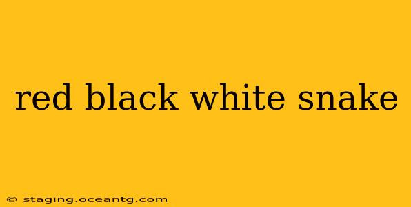 red black white snake