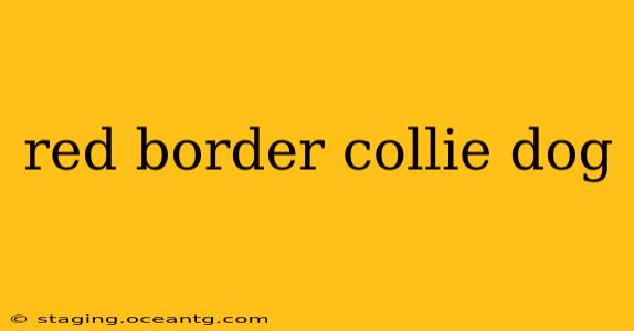 red border collie dog