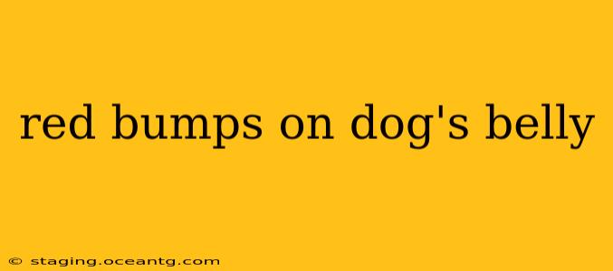 red bumps on dog's belly