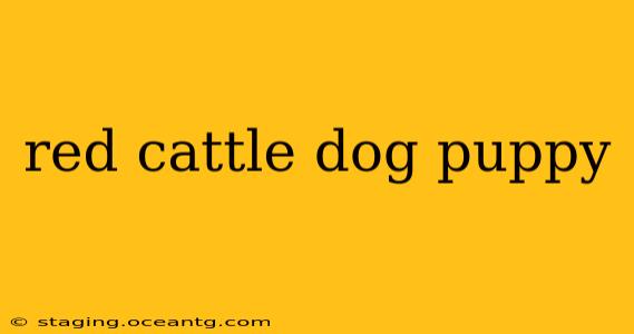 red cattle dog puppy