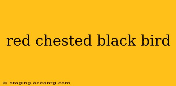 red chested black bird
